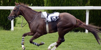 Une journée d'étude pour le cheval