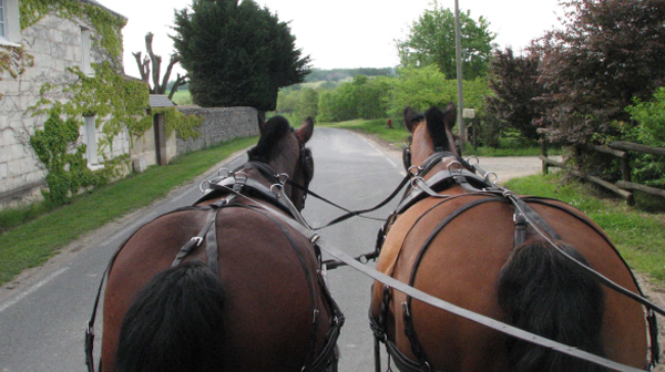 Journée de rencontres autour du « cheval, ses patrimoines et la vie des territoires »