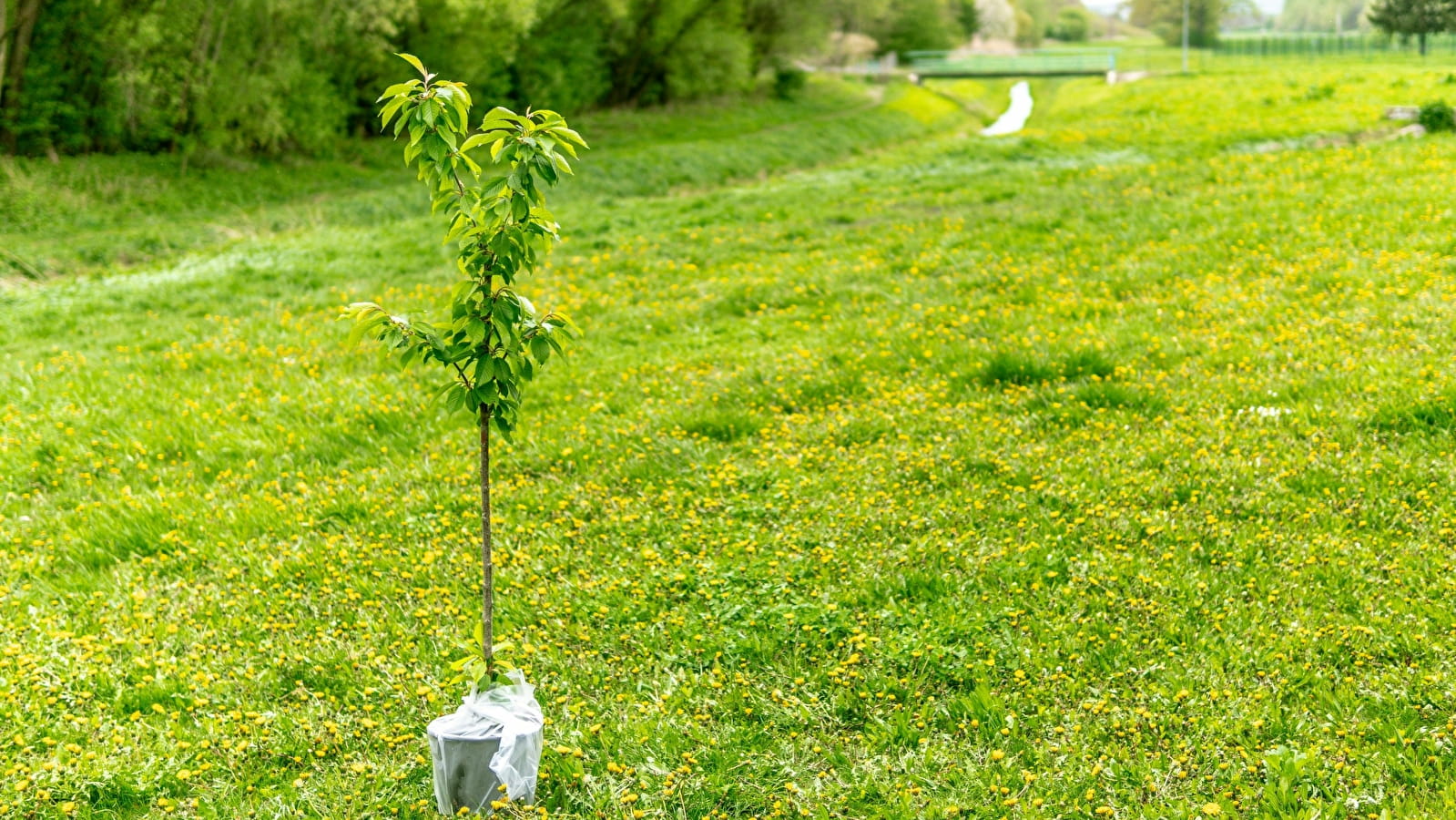 Plantation de Saules