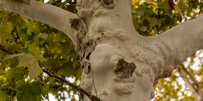 &Eacute;lagage des platanes de la place Saint-Nicolas 