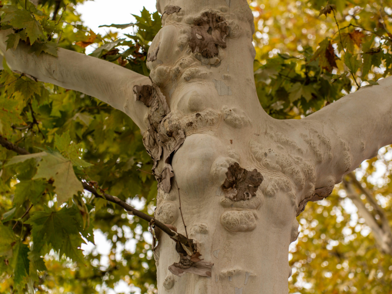 &Eacute;lagage des platanes de la place Saint-Nicolas 