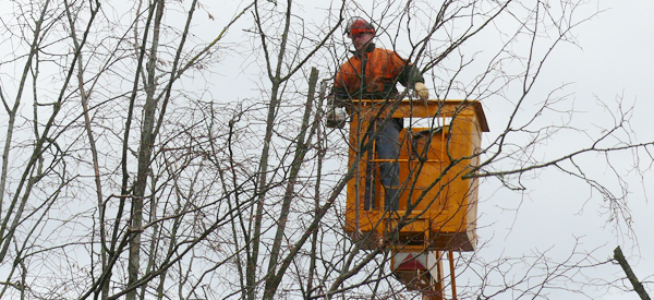 Chantier d'élagage des arbres avenue des Fusillés