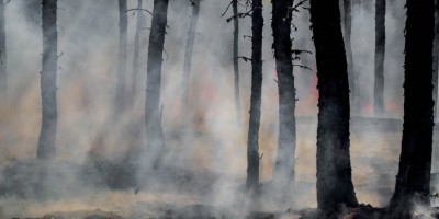 Arrêté préfectoral : Protection des bois et forêts