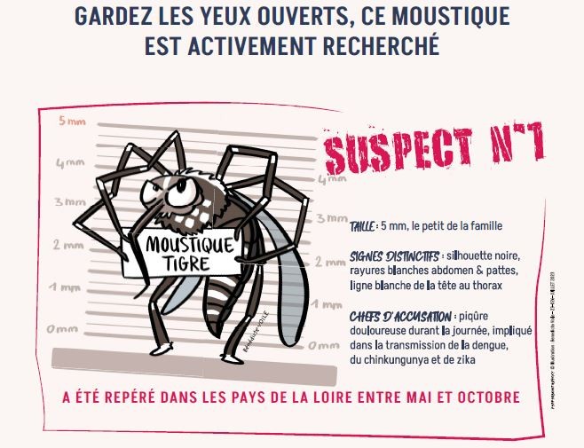 Moustique tigre : appel &agrave; la vigilance dans le Saumurois