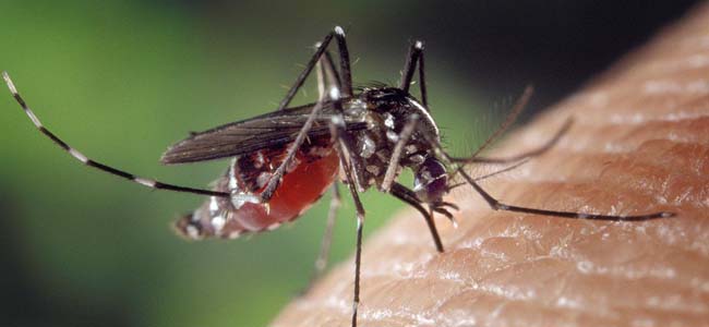 Les moustiques: des gestes simples pour vous protéger