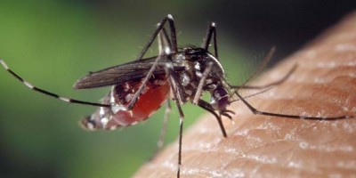 Les moustiques: des gestes simples pour vous protéger