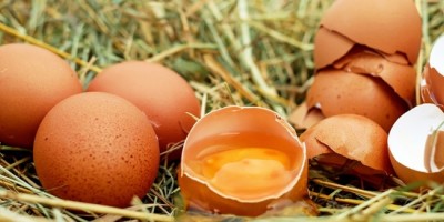A Saumur, dans l'assiette de vos enfants, les œufs sont BIO
