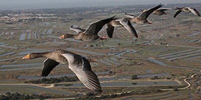 "Les routes secrètes des oiseaux migrateurs" sur France 2 dimanche