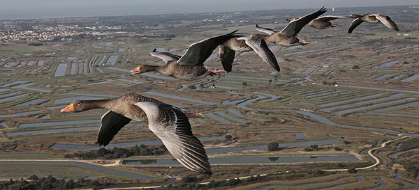 "Les routes secrètes des oiseaux migrateurs" sur France 2 dimanche