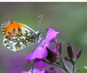 Conférence - Les papillons : origine - biologie - avenir