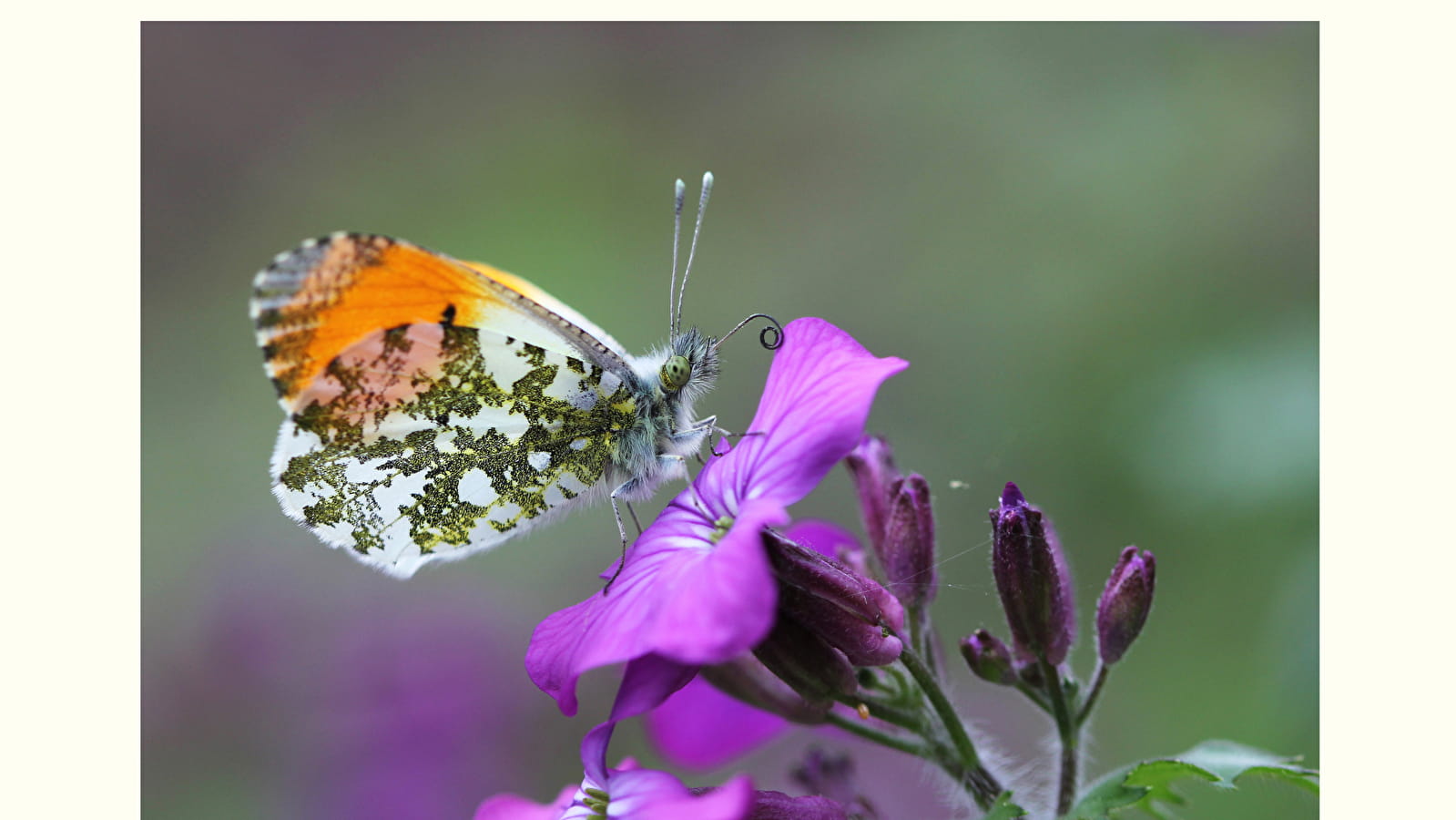 Conférence - Les papillons : origine - biologie - avenir
