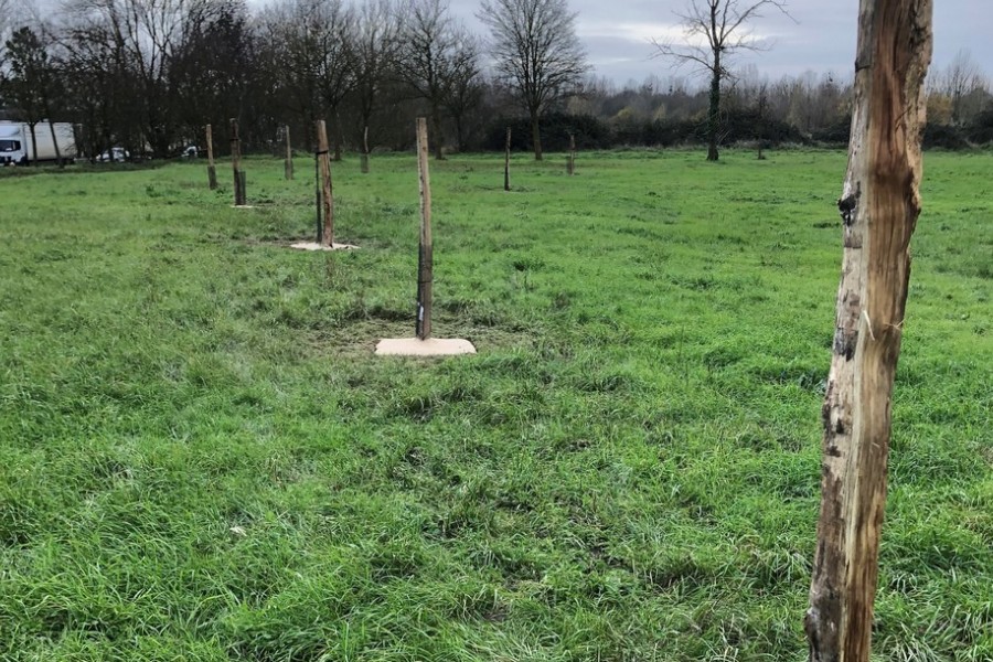 RIVES DU THOUET :  PLANTATION DE VÉGÉTAUX AUTOCHTONES