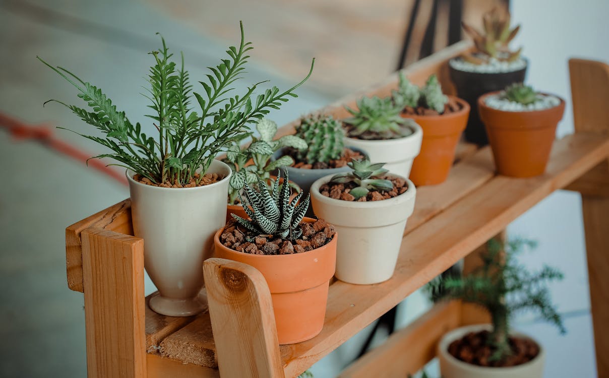 Troc de plantes à la MJC