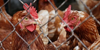 Grippe aviaire : les mesures de sécurité