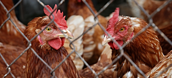Grippe aviaire : les mesures de sécurité