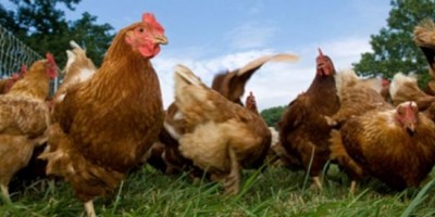 Influenza aviaire H5N8 : mesures généralisées à l'ensemble du Maine-et-Loire