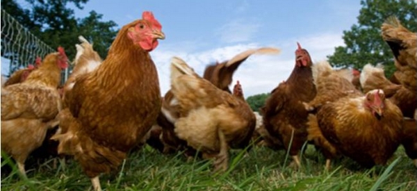 Influenza aviaire H5N8 : mesures généralisées à l'ensemble du Maine-et-Loire