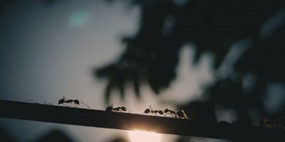 Chemin-Vert : Réunion d’information sur la présence de fourmis
