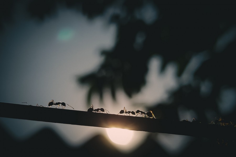 Chemin-Vert : Réunion d’information sur la présence de fourmis
