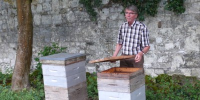 Les abeilles butinent en ville