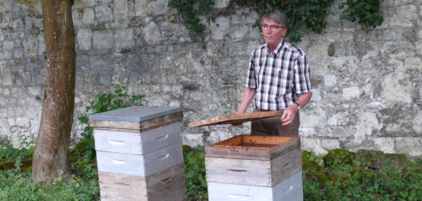 Les abeilles butinent en ville