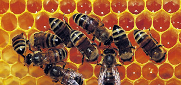 Apiculteurs amateurs ou professionnels, déclarez vos ruches !
