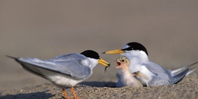 Laissez les sternes au calme cet été sur la Loire !