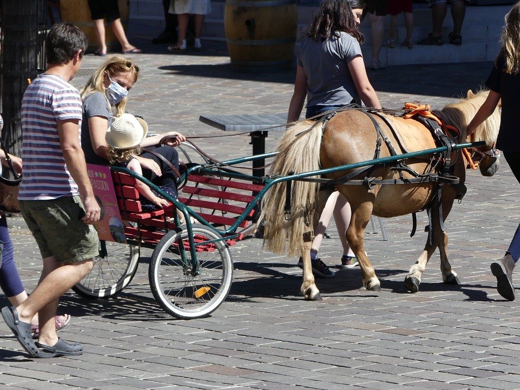 Tours de Poney et en Carriole