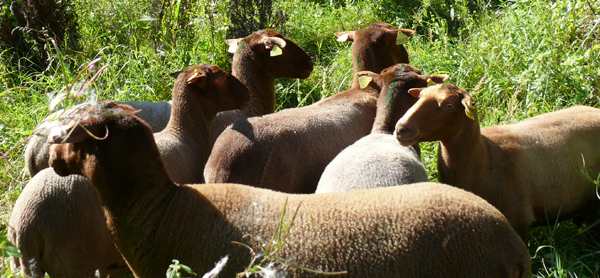 Des brebis pour entretenir les coteaux saumurois