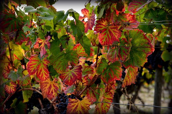 A Saumur ce week-end
